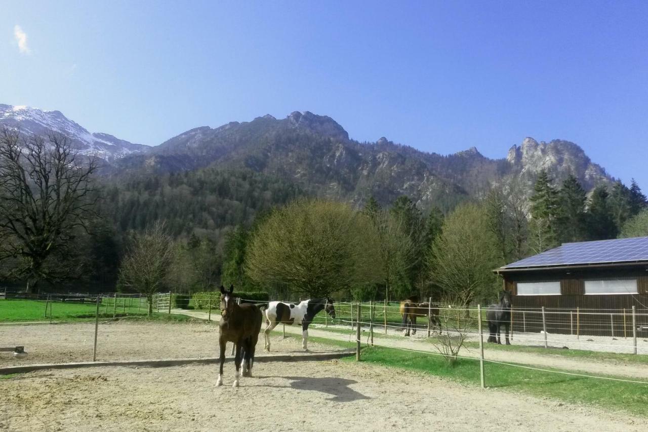 Gestuet Pfaffenlehen